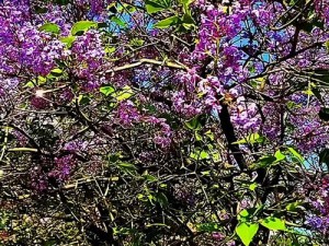 丁香花完整视频免费观看(丁香花完整视频免费观看：一首感人至深的歌曲)