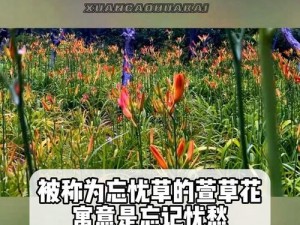 忘忧草日本www土豆—忘忧草日本 www 土豆，它真的能让人忘记忧愁吗？