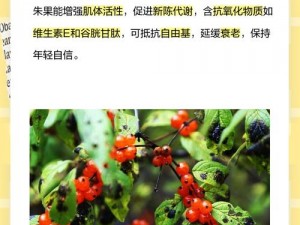 堆叠修仙朱果的奥秘：实用功效与获取解析探究朱果之力