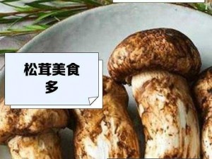 小森生活指南：松茸获取全攻略——最佳采集地点详解