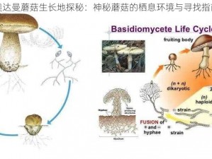 奥达曼蘑菇生长地探秘：神秘蘑菇的栖息环境与寻找指南