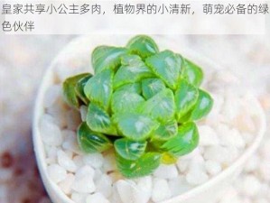 皇家共享小公主多肉，植物界的小清新，萌宠必备的绿色伙伴