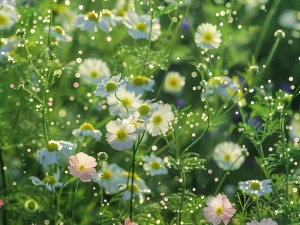 野花视频在线观看免费直播,野花视频在线观看免费直播，这里有你想要的精彩