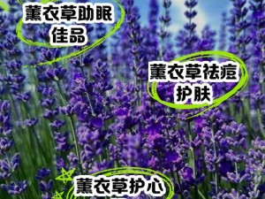 薰衣草研究所 2023：探寻天然植物奥秘，打造高品质薰衣草产品