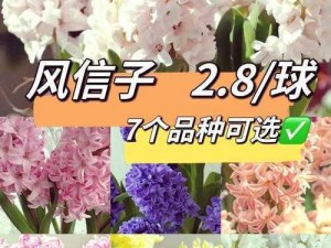 风信子手游：深度解析玩法与技能属性，探究花灵手游中的风信子角色究竟值不值得探索体验？