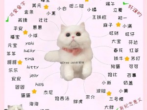 猫咪最新地域网名是什么啥——可爱的猫咪等你来领养