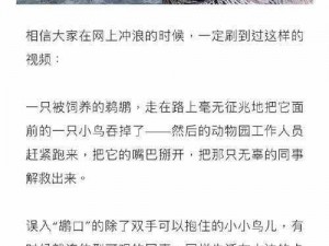 鹅鸭杀中的鹈鹕与秃鹫：生态关系揭秘及互动影响探究