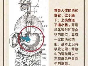 九布人体，你了解多少？