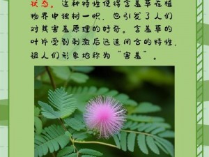 水蜜桃香蕉含羞草，是什么让它们成为网络热点？