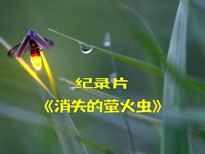 花与剑：萤火虫的神秘作用探索或者花剑之下：萤火虫的生态功能与意义探寻