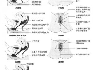 女性性交体内谢的健康影响