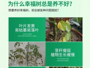 苏软软优质灌溉系统，让植物茁壮成长的秘密武器