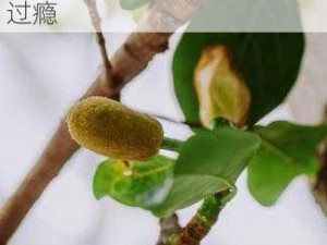 菠萝菠萝蜜高清免费视频，提供丰富精彩的影视内容，涵盖各类题材，让你一次看过瘾