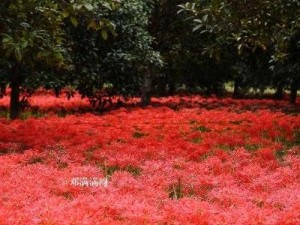 彼岸花丛的绚丽影像：永恒之美的瞬间定格