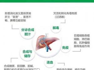 强肝 13 小时：保护肝脏，提升肝功能