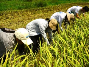 乡村婬乱肉交换接种：给你不一样的农业种植体验