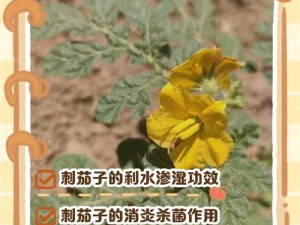 符文工厂5好感度作用详解：高好感度带来的多重效益与体验提升