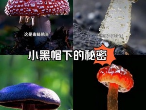 蘑菇冲突引发激烈讨论：揭示冲突背后的深层秘密与图像解析