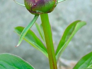 含苞待放的花骨朵 在阳光的照耀下，含苞待放的花骨朵似乎已经等不及要展现它们的美丽了