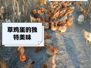 欧美人与禽 2O2O 性论交生态农场绿色环保无污染高品质鸡蛋