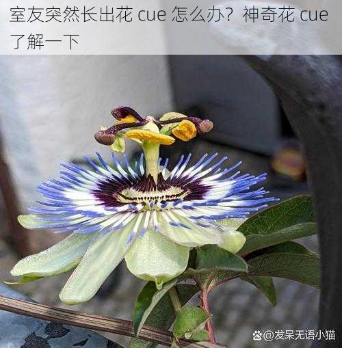 室友突然长出花 cue 怎么办？神奇花 cue 了解一下