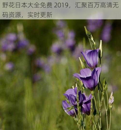 野花日本大全免费 2019，汇聚百万高清无码资源，实时更新