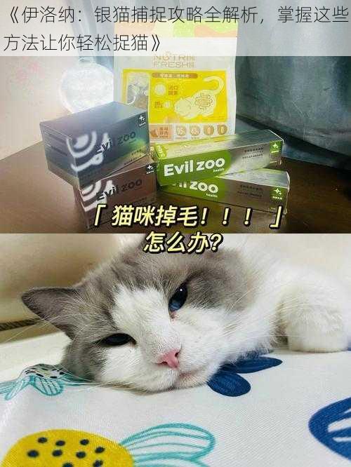 《伊洛纳：银猫捕捉攻略全解析，掌握这些方法让你轻松捉猫》