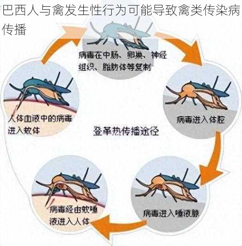 巴西人与禽发生性行为可能导致禽类传染病传播