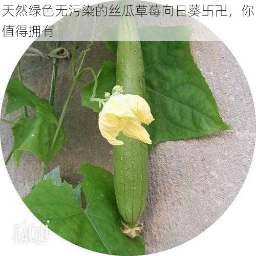 天然绿色无污染的丝瓜草莓向日葵卐卍，你值得拥有