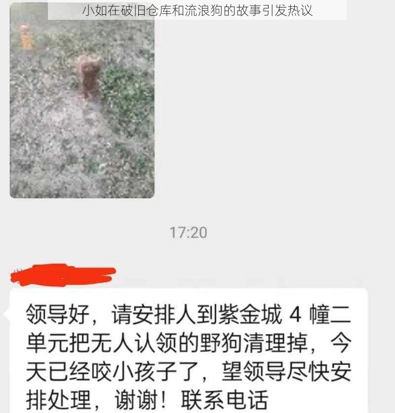 小如在破旧仓库和流浪狗的故事引发热议