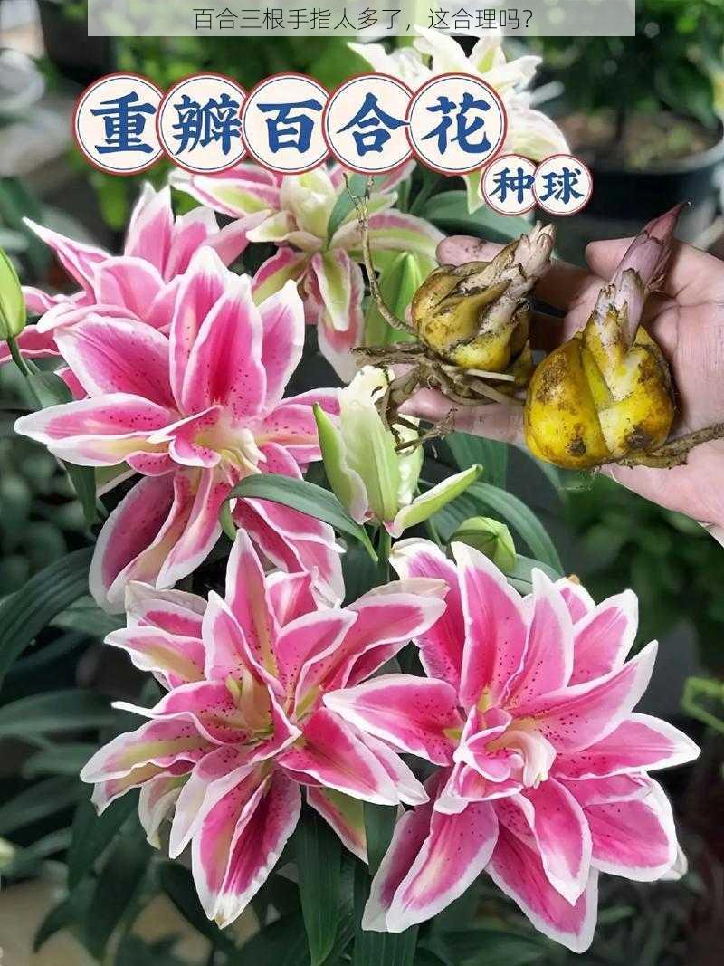 百合三根手指太多了，这合理吗？