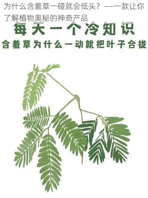 为什么含羞草一碰就会低头？——一款让你了解植物奥秘的神奇产品