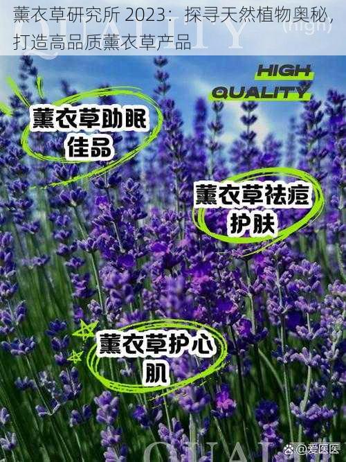 薰衣草研究所 2023：探寻天然植物奥秘，打造高品质薰衣草产品