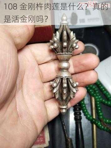 108 金刚杵肉莲是什么？真的是活金刚吗？