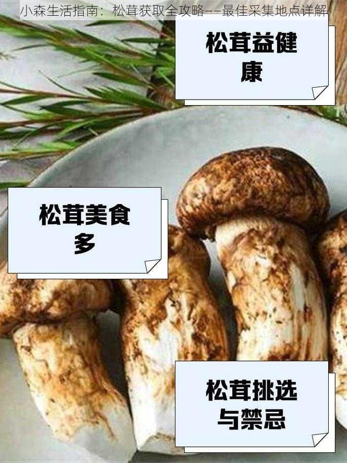 小森生活指南：松茸获取全攻略——最佳采集地点详解