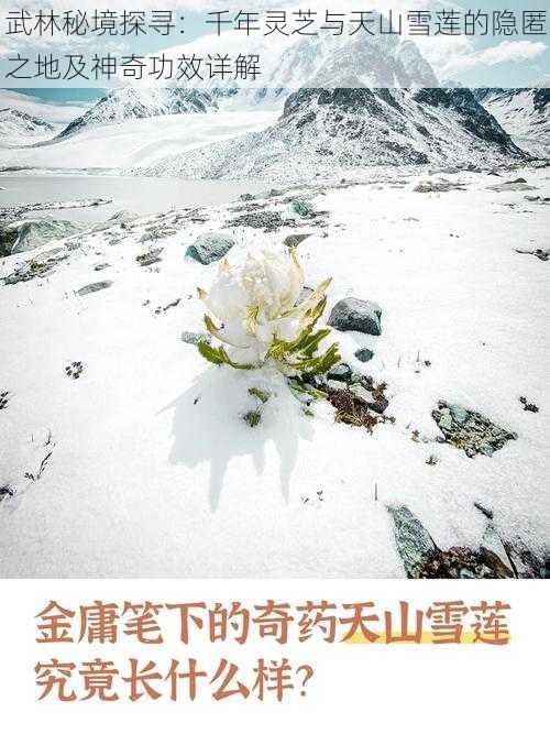 武林秘境探寻：千年灵芝与天山雪莲的隐匿之地及神奇功效详解