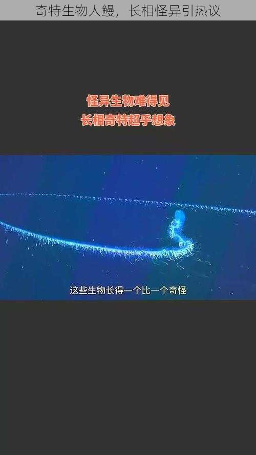 奇特生物人鳗，长相怪异引热议