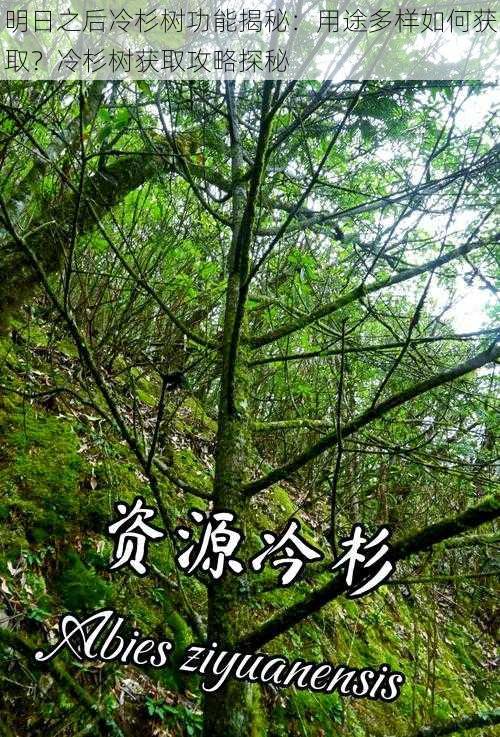 明日之后冷杉树功能揭秘：用途多样如何获取？冷杉树获取攻略探秘