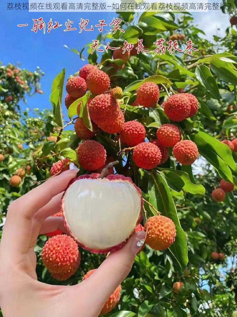 荔枝视频在线观看高清完整版—如何在线观看荔枝视频高清完整版？