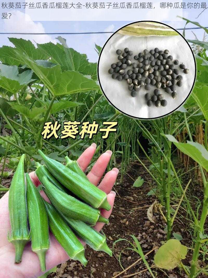 秋葵茄子丝瓜香瓜榴莲大全-秋葵茄子丝瓜香瓜榴莲，哪种瓜是你的最爱？