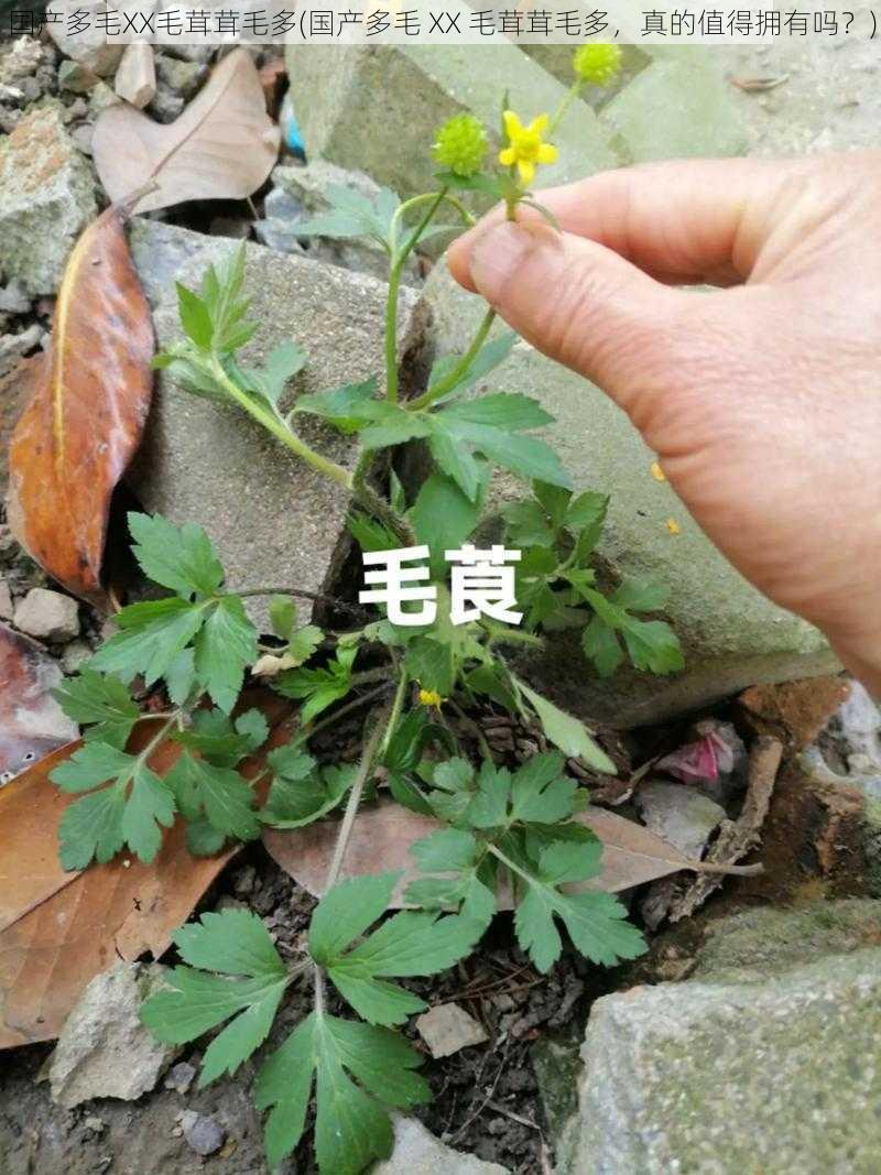 国产多毛XX毛茸茸毛多(国产多毛 XX 毛茸茸毛多，真的值得拥有吗？)