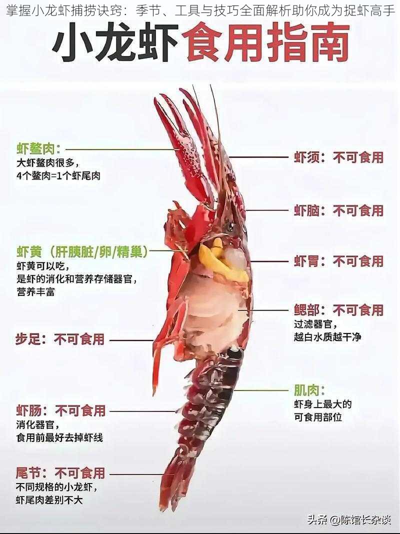 掌握小龙虾捕捞诀窍：季节、工具与技巧全面解析助你成为捉虾高手