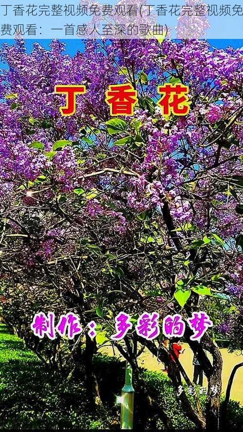 丁香花完整视频免费观看(丁香花完整视频免费观看：一首感人至深的歌曲)