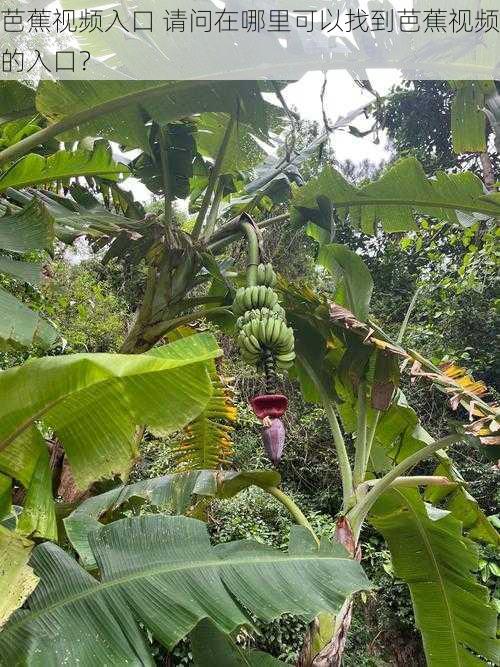 芭蕉视频入口 请问在哪里可以找到芭蕉视频的入口？