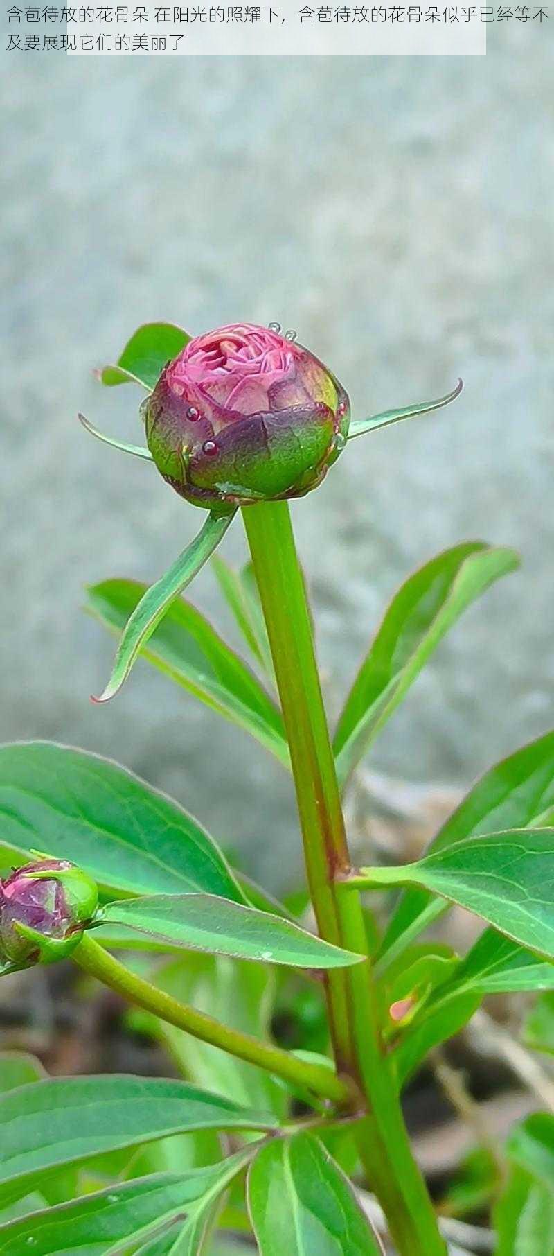 含苞待放的花骨朵 在阳光的照耀下，含苞待放的花骨朵似乎已经等不及要展现它们的美丽了